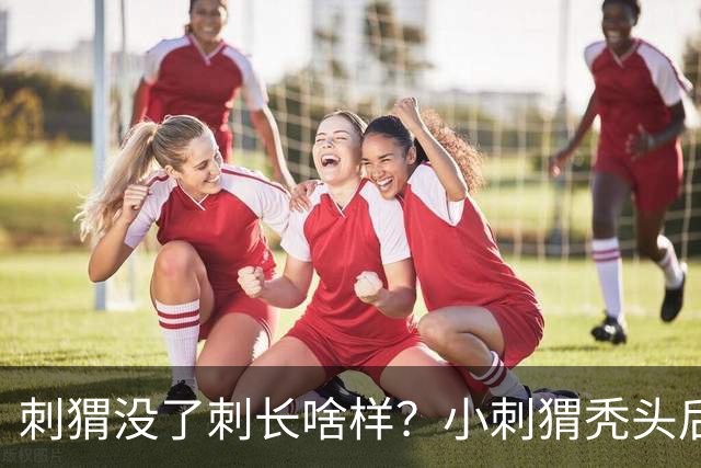 刺猬没了刺长啥样？小刺猬秃头后意外走红，网友：好像大土豆
