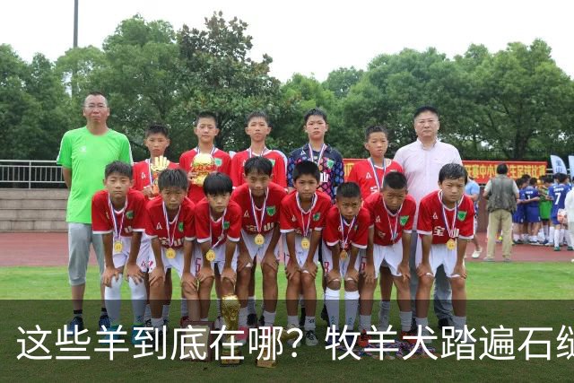 这些羊到底在哪？牧羊犬踏遍石缝只为把你找出来啊！